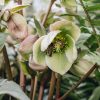 Plants Hellebore Cottage Garden | Helleborus Ivory Prince