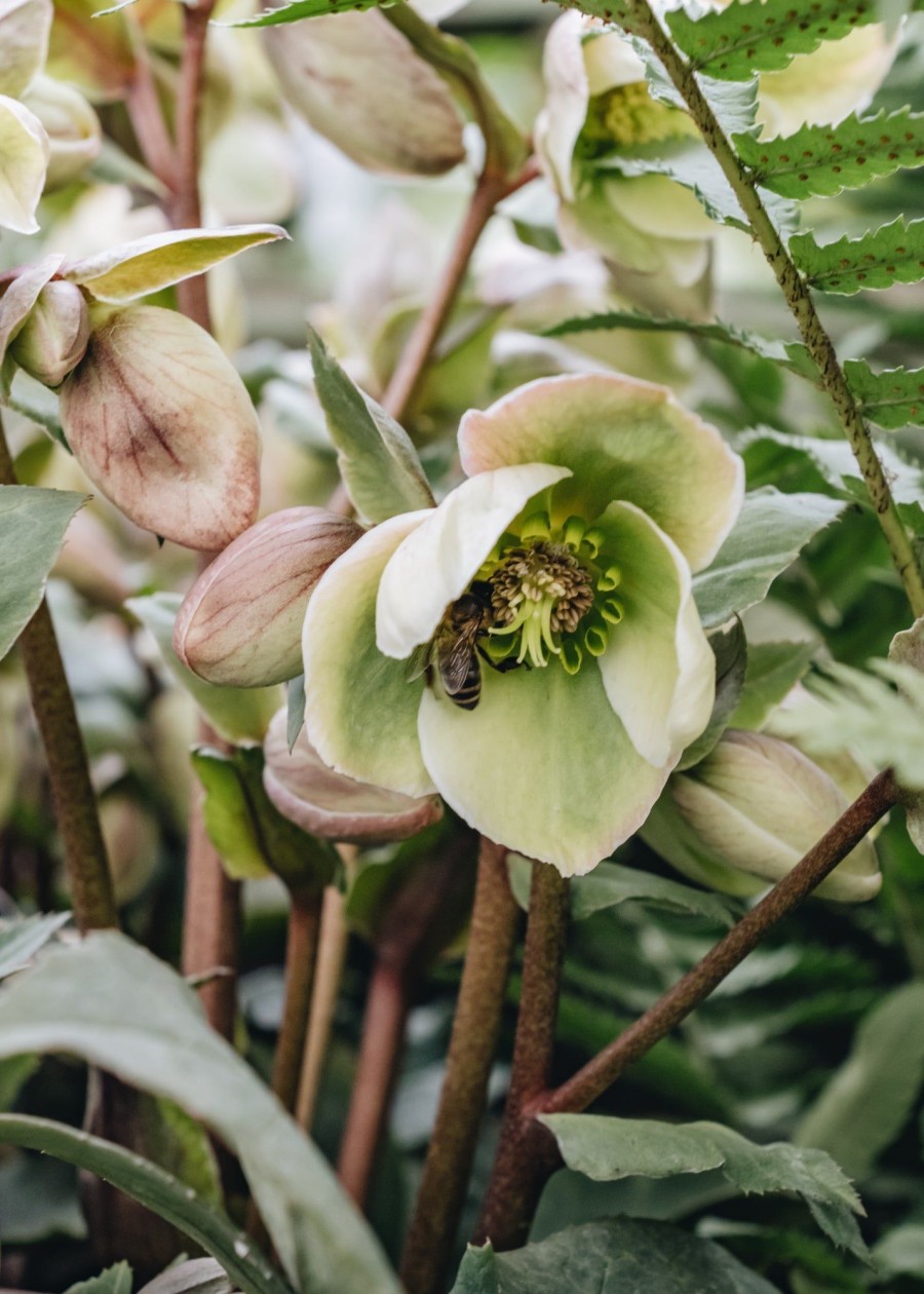 Plants Hellebore Cottage Garden | Helleborus Ivory Prince