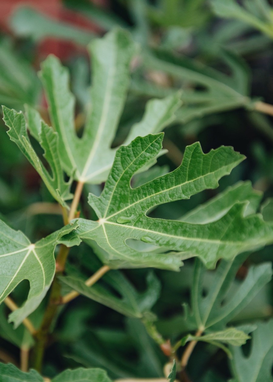 Plants Ficus Kitchen Garden | Buy Ficus Car. Little Miss Figgy