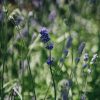 Plants Lavender Pollinator Garden | Lavandula Angustifolia Melissa Lilac