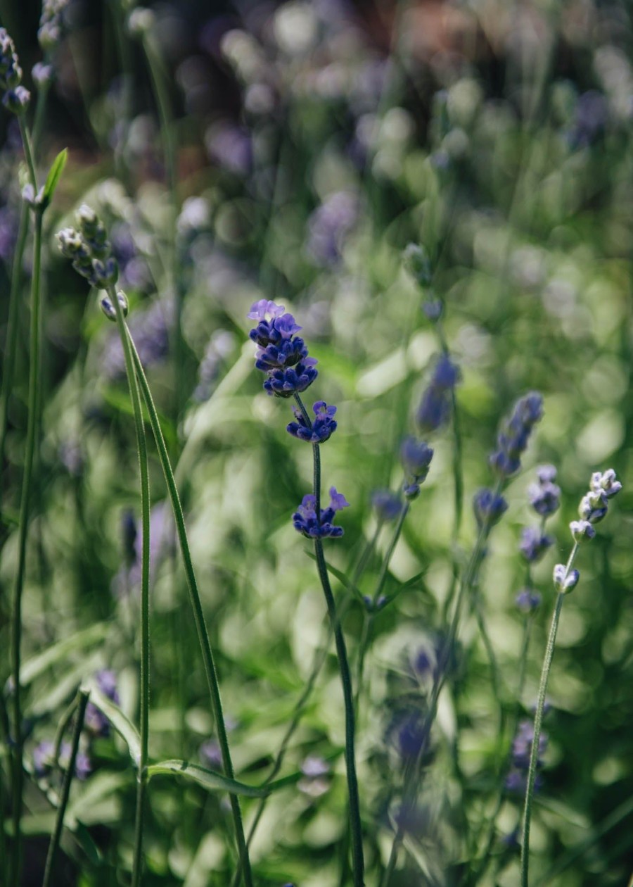 Plants Lavender Pollinator Garden | Lavandula Angustifolia Melissa Lilac