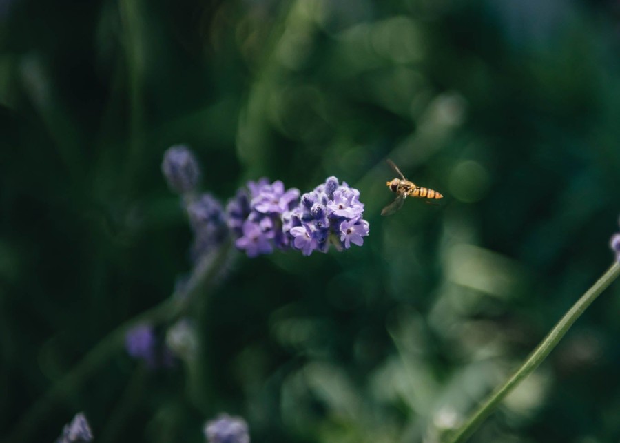 Plants Lavender Pollinator Garden | Lavandula Angustifolia Melissa Lilac