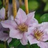 Plants Clematis Cottage Garden | Clematis Filigree