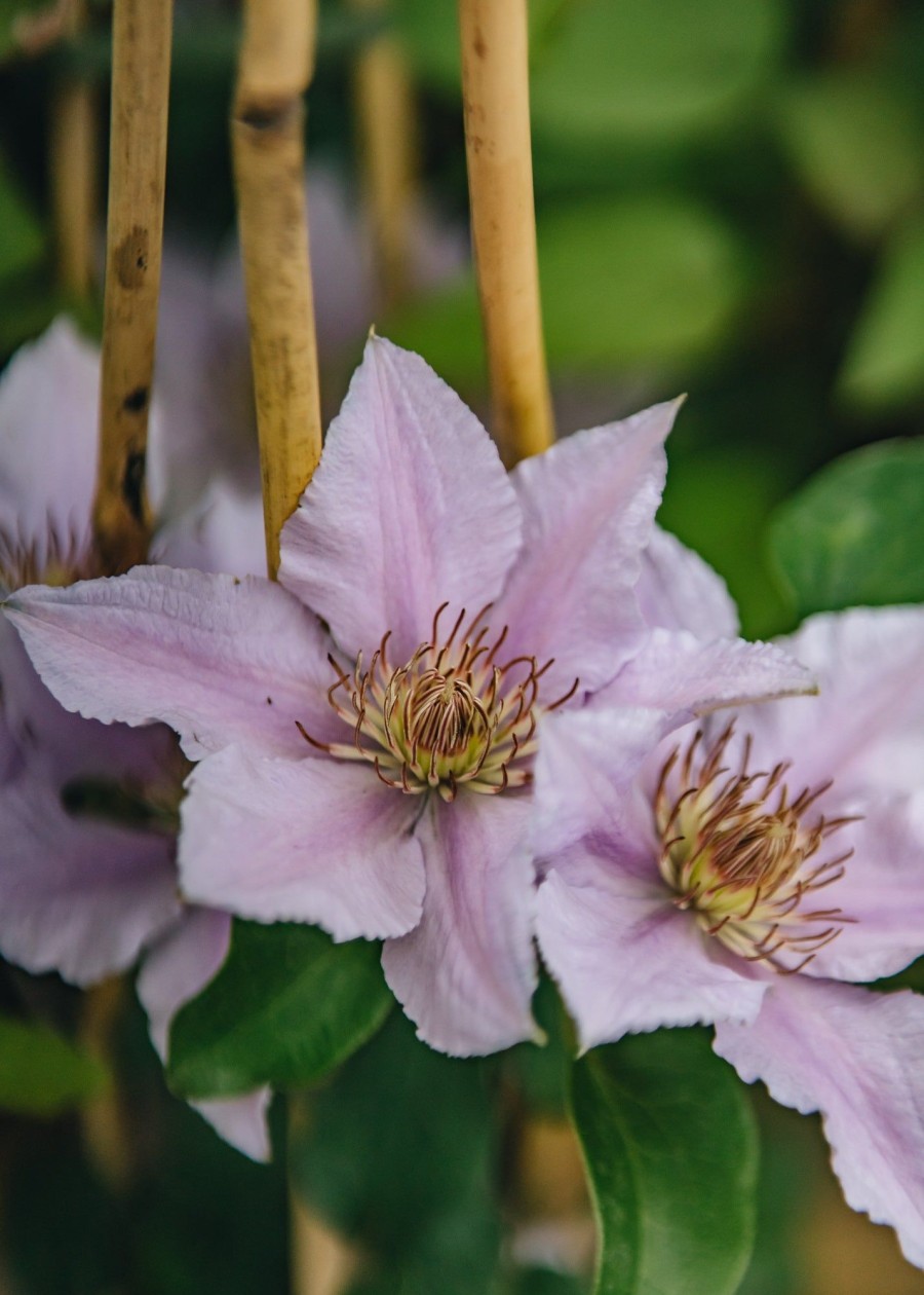 Plants Clematis Cottage Garden | Clematis Filigree