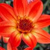 Plants Taylors Bulbs Dahlia Tubers | Dahlia 'Star Wars' Tubers