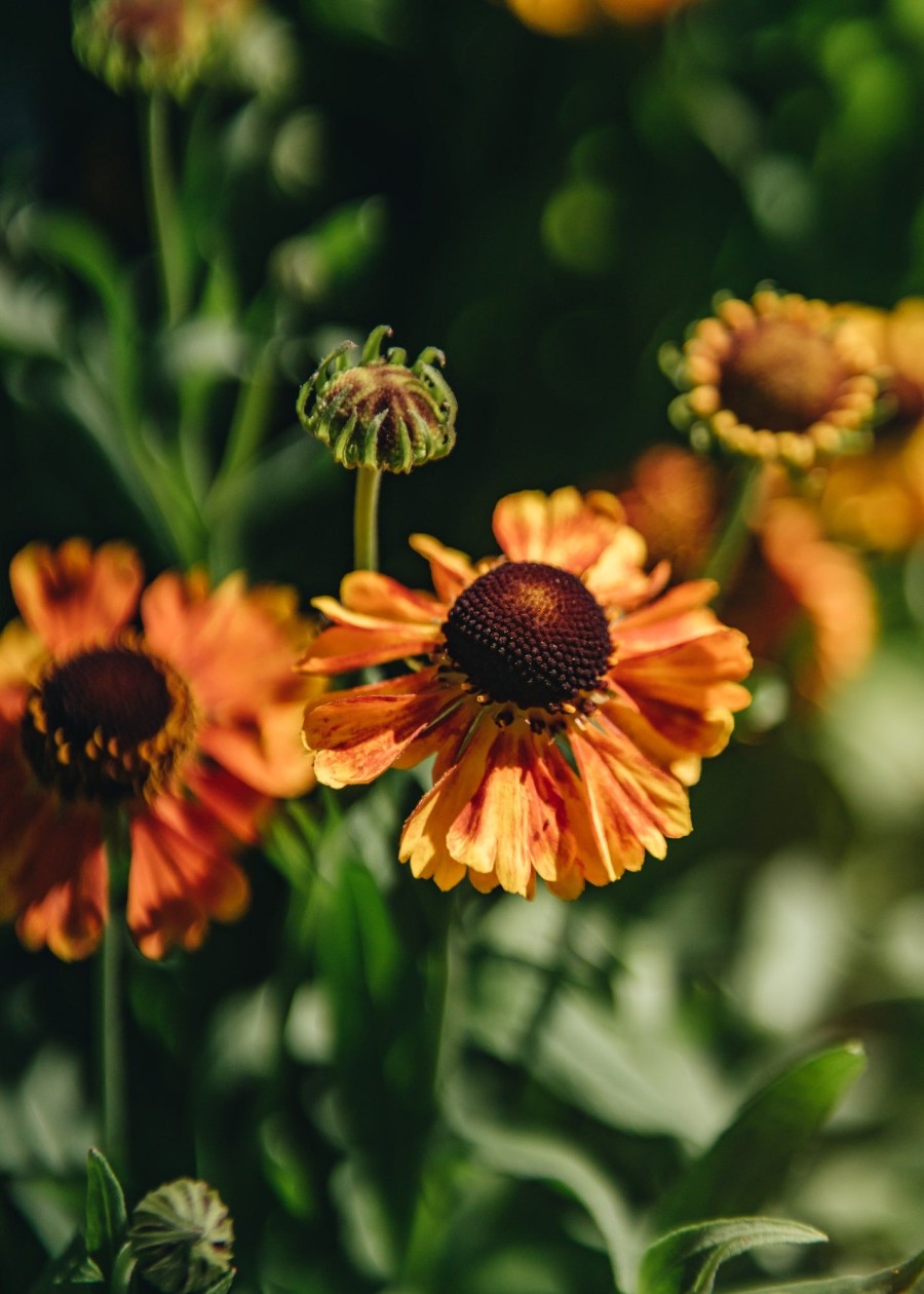 Plants Helenium Prairie Garden | Buy Helenium Short 'N' Sassy