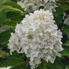 Plants Hydrangea Pollinator Garden | Hydrangea Paniculata Skyfall Frenne