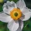 Plants Anemone Pollinator Garden | Anemone Ruffled Swan