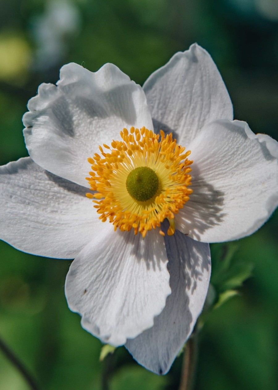 Plants Anemone Pollinator Garden | Anemone Ruffled Swan