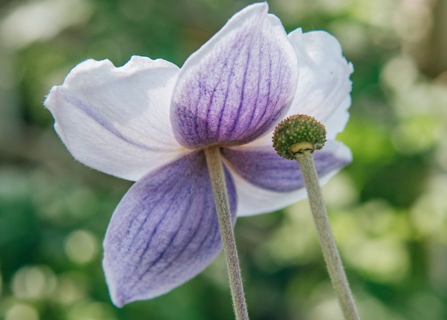 Plants Anemone Pollinator Garden | Anemone Ruffled Swan