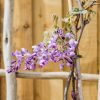 Plants Wisteria Cottage Garden | Wisteria Chinesis Prolific