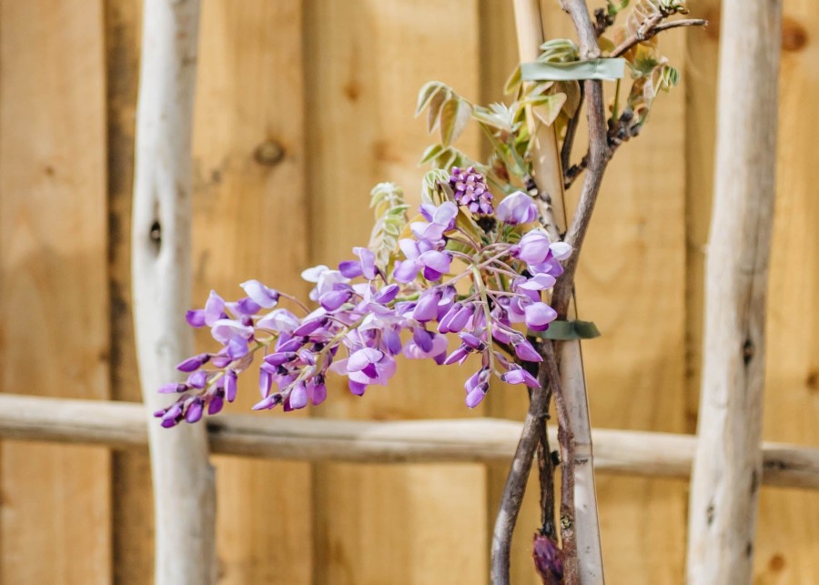 Plants Wisteria Cottage Garden | Wisteria Chinesis Prolific