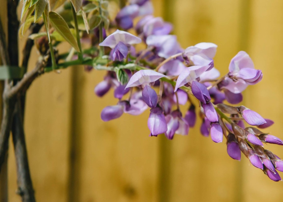 Plants Wisteria Cottage Garden | Wisteria Chinesis Prolific