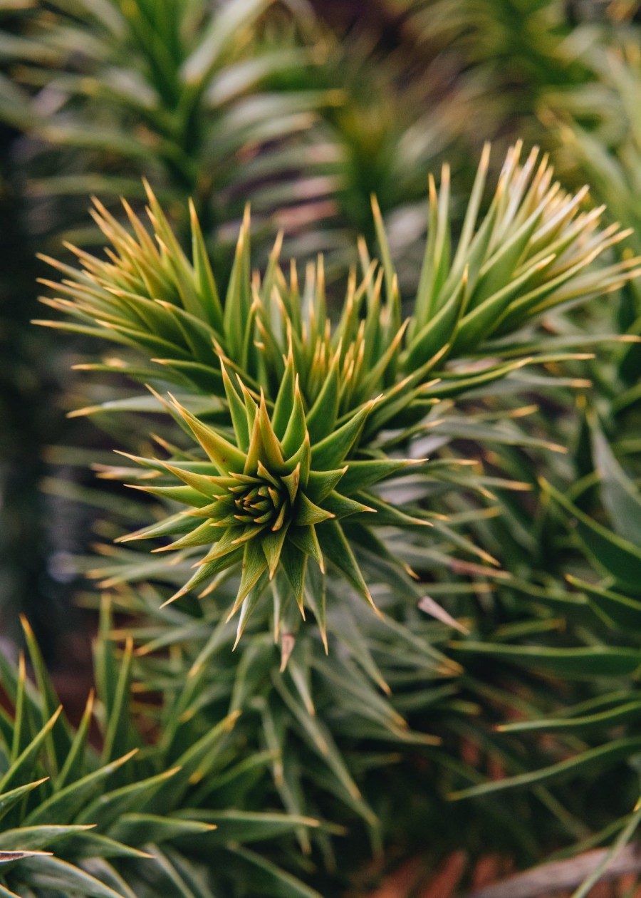 Plants Araucaria Winter Garden | Araucaria Araucana