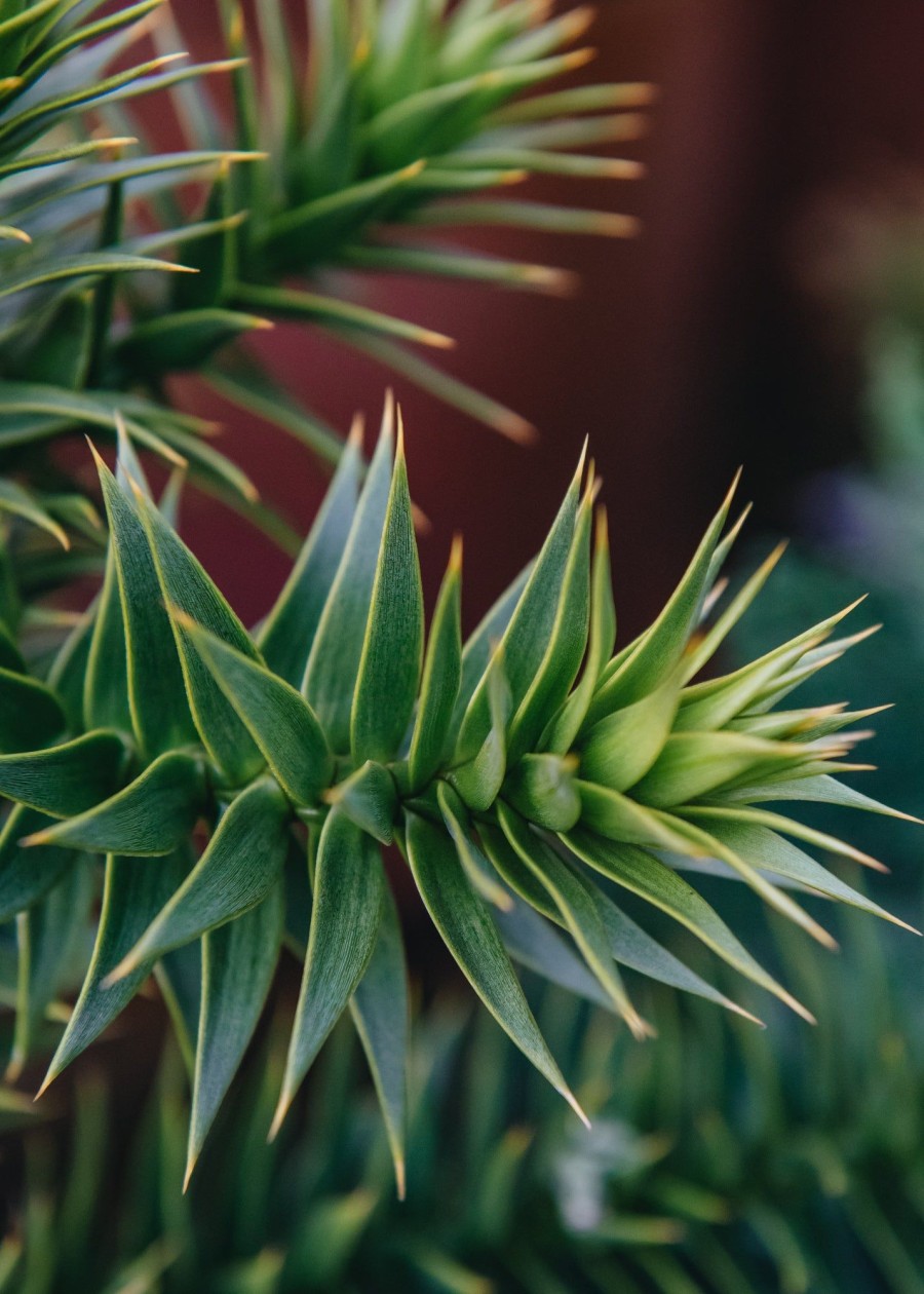 Plants Araucaria Winter Garden | Araucaria Araucana