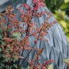 Plants Astilbe Cottage Garden | Astilbe Bonn