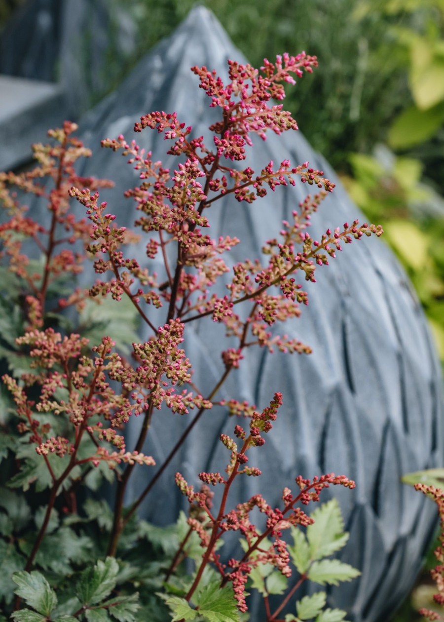 Plants Astilbe Cottage Garden | Astilbe Bonn