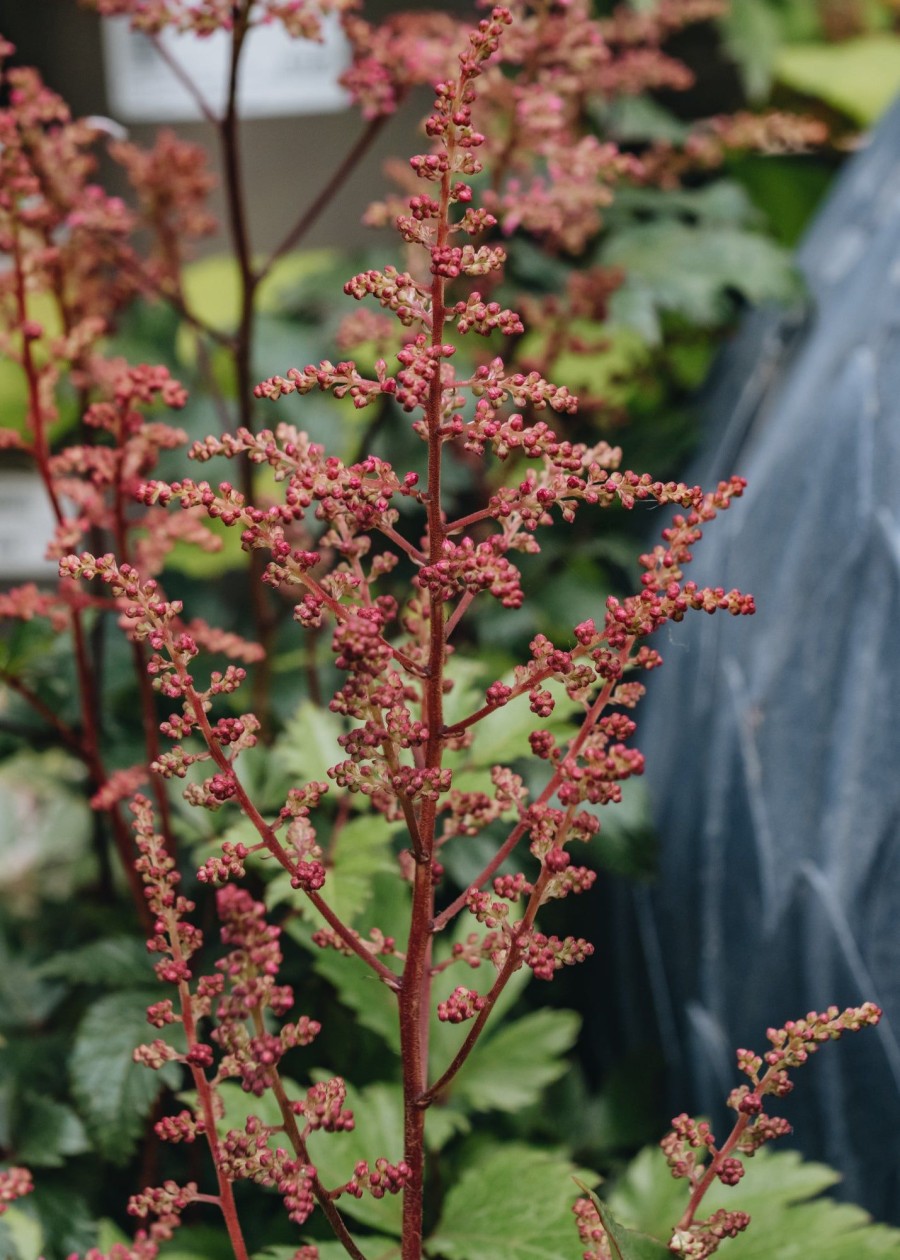 Plants Astilbe Cottage Garden | Astilbe Bonn