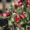 Plants Geum Pollinator Garden | Geum Flames Of Passion