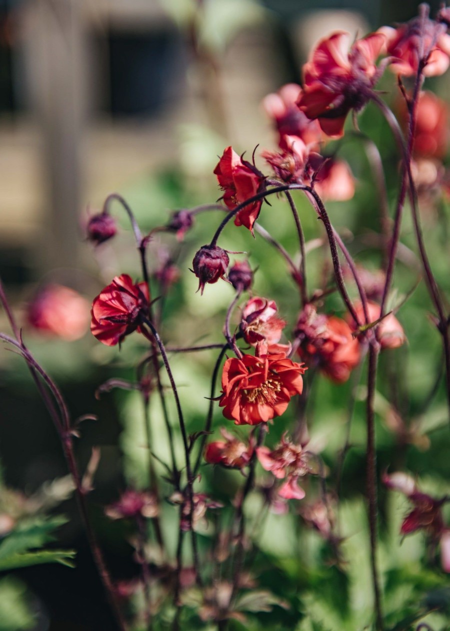 Plants Geum Pollinator Garden | Geum Flames Of Passion