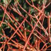 Plants Cornus Cottage Garden | Cornus Sanguinea Anny'S Winter Orange 3L