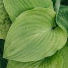 Plants Hosta Pollinator Garden | Hosta August Moon