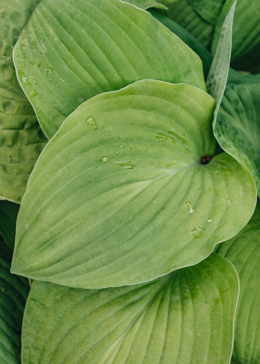 Plants Hosta Pollinator Garden | Hosta August Moon