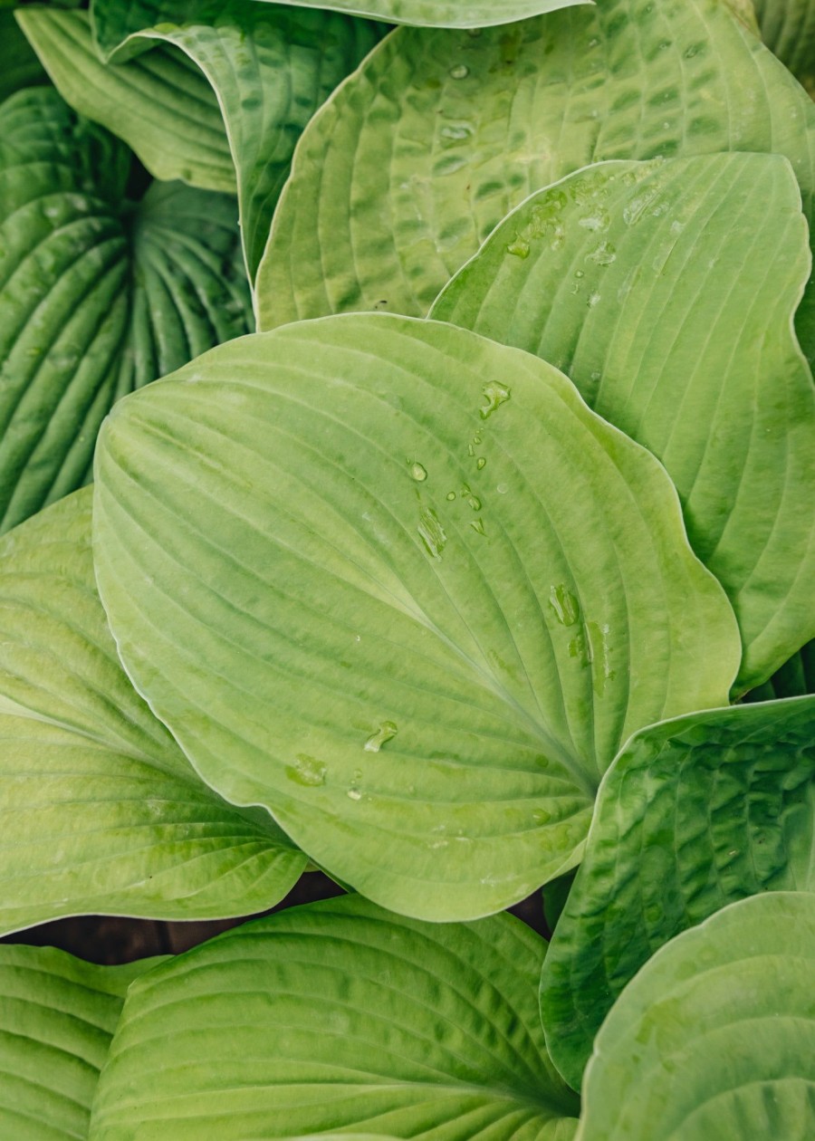 Plants Hosta Pollinator Garden | Hosta August Moon