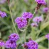 Plants Verbena Pollinator Garden | Verbena Rigida