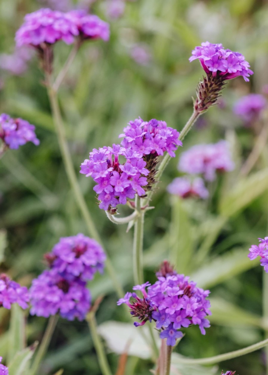 Plants Verbena Pollinator Garden | Verbena Rigida