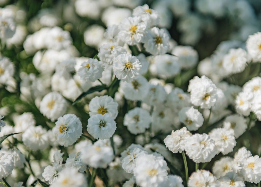 Plants Achillea Prairie Garden | Achillea Peter Cottontail| Plants