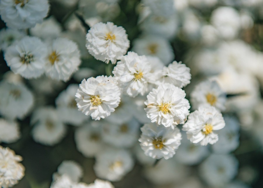 Plants Achillea Prairie Garden | Achillea Peter Cottontail| Plants