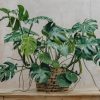 Interiors Burford Garden Co. Houseplants & Pots | Monstera Deliciosa 35Cm