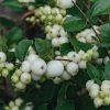 Plants Symphoricarpos Pollinator Garden | Buy Symphoricarpos Magical Galaxy