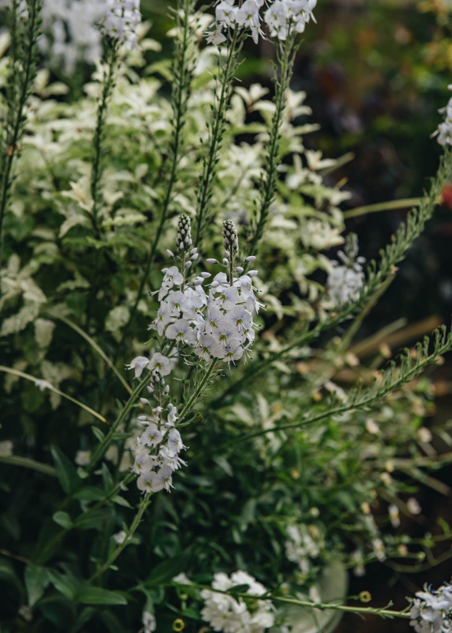 Plants Veronica Pollinator Garden | Veronica Gentianoides Tissington White