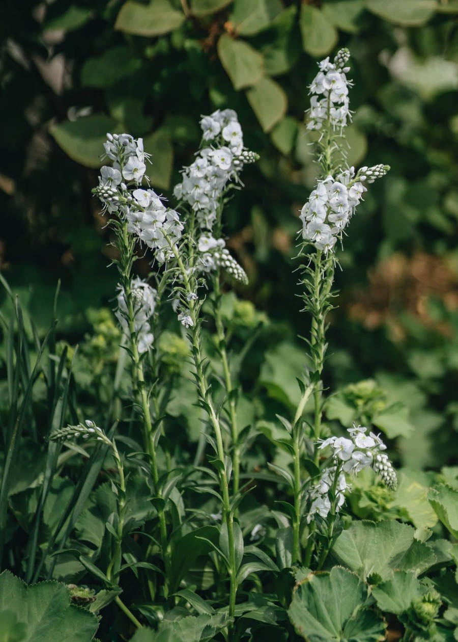 Plants Veronica Pollinator Garden | Veronica Gentianoides Tissington White