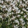 Plants Lychnis Pollinator Garden | Lychnis White Robin