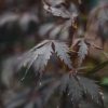 Plants Acer Cottage Garden | Buy Acer Palmatum Black Lace