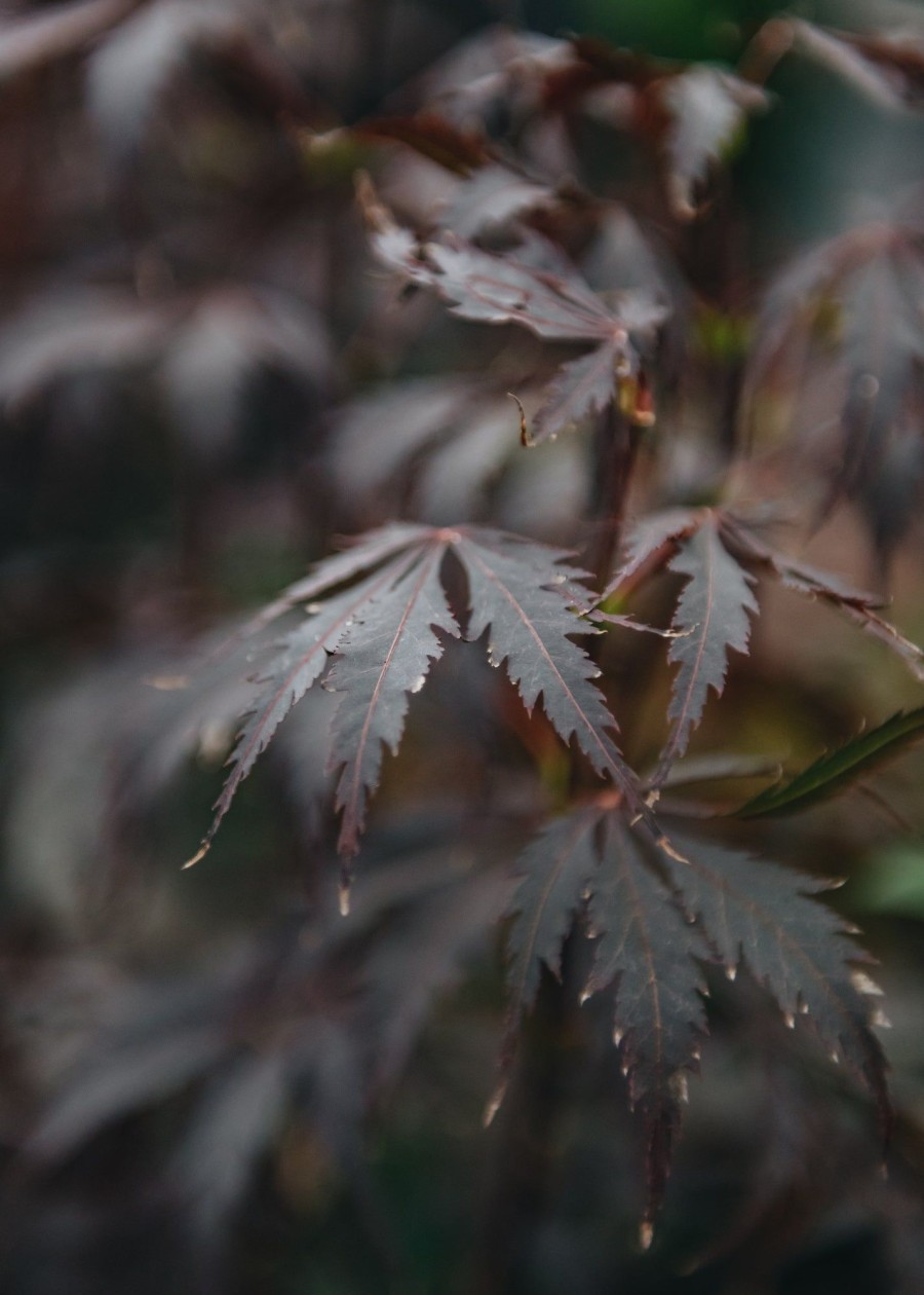 Plants Acer Cottage Garden | Buy Acer Palmatum Black Lace