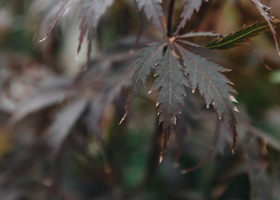 Plants Acer Cottage Garden | Buy Acer Palmatum Black Lace