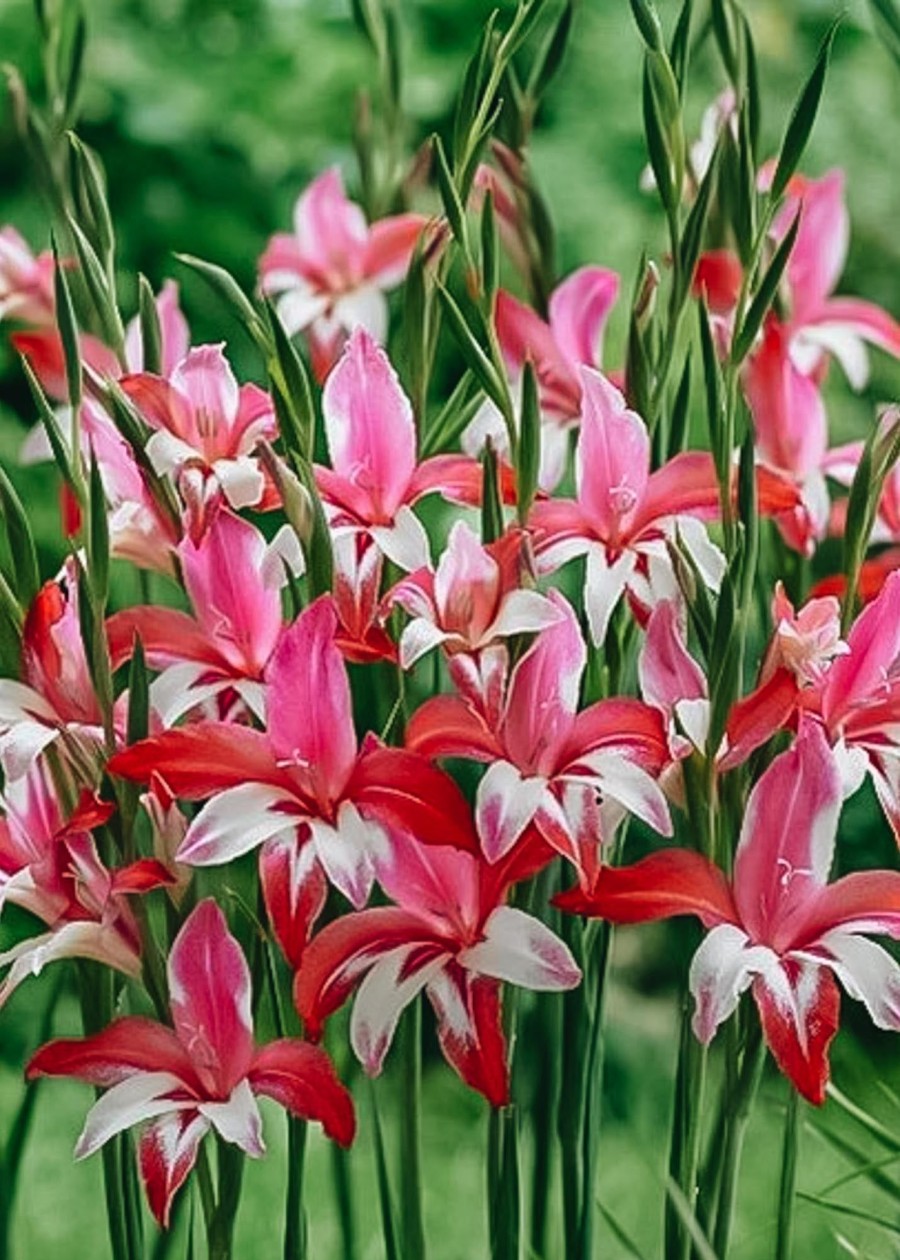 Plants Taylors Bulbs Gladioli Corms | Gladiolus 'Nanus Galaxian', Pack Of 15 Corms