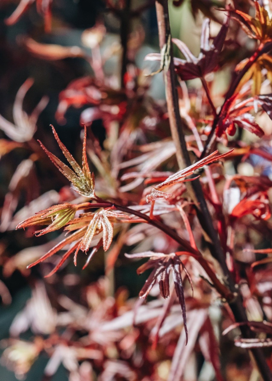 Plants Burford Garden Co. Trees & Shrubs | Acer Shaina