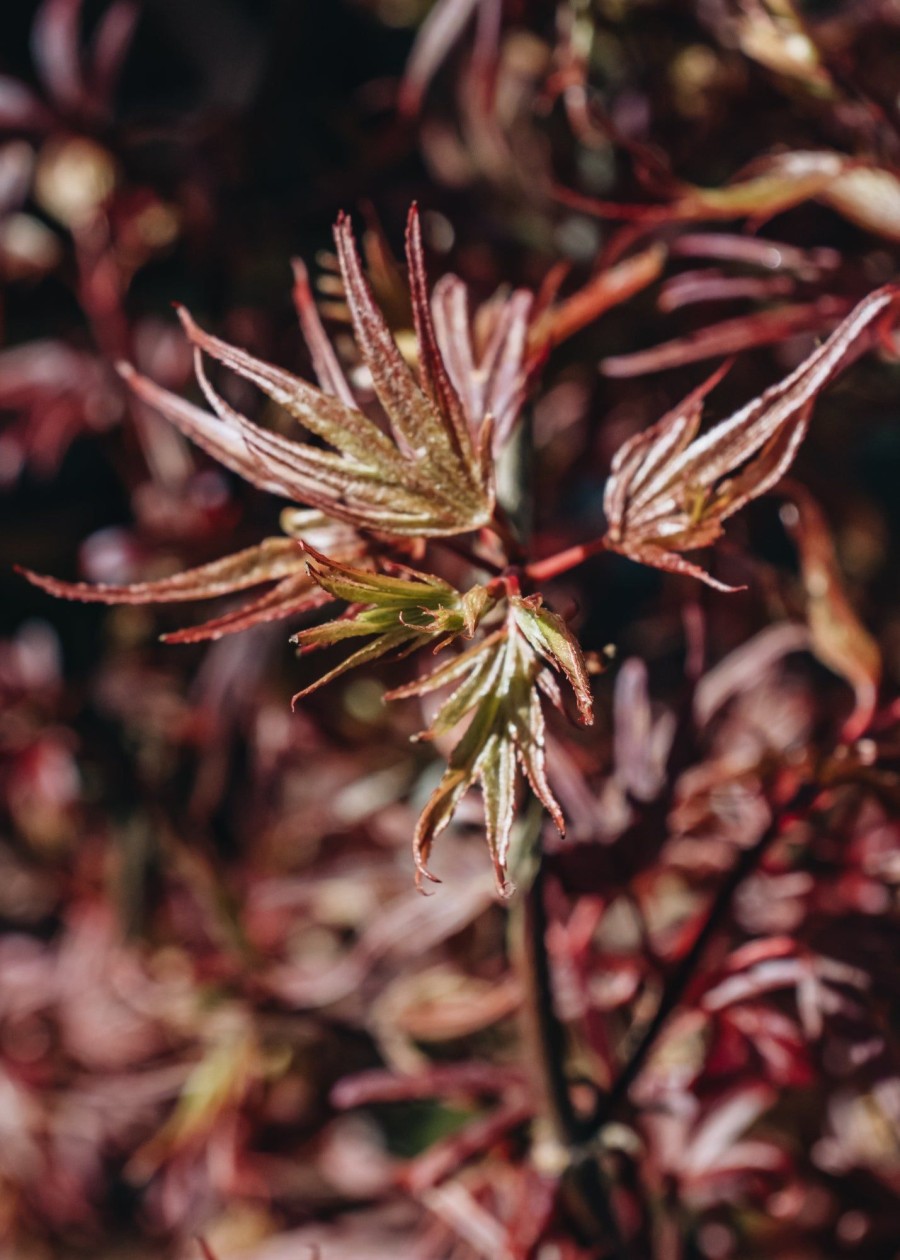 Plants Burford Garden Co. Trees & Shrubs | Acer Shaina