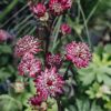 Plants Astrantia Pollinator Garden | Astrantia Major Sparkling Stars Red