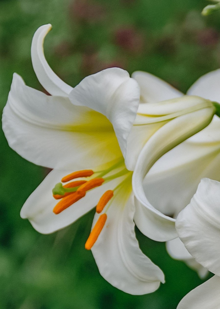 Plants Taylors Bulbs Lily Bulbs | Lilium 'Regale Album', Pack Of Three Bulbs