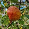 Plants Apple Tree Pollinator Garden | Buy Malus Cox'S Orange Pippin (Apple)