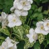 Plants Philadelphus Pollinator Garden | Philadelphus Innocence