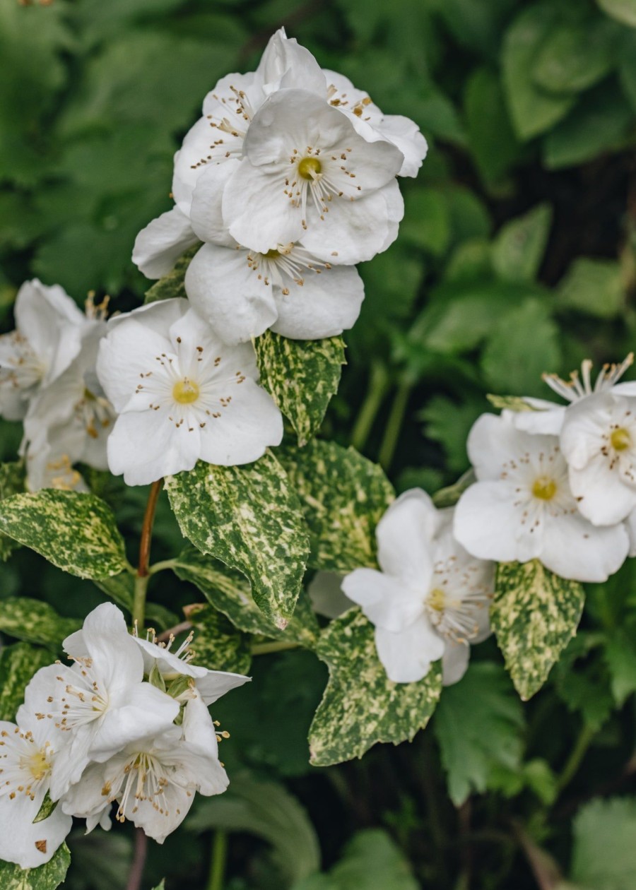 Plants Philadelphus Pollinator Garden | Philadelphus Innocence