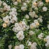 Plants David Austin Roses Rose Garden | Rosa Ghislaine De Feligonde Agm