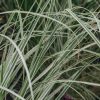 Plants Cortaderia Prairie Garden | Cortaderia Selloana Silver Comet